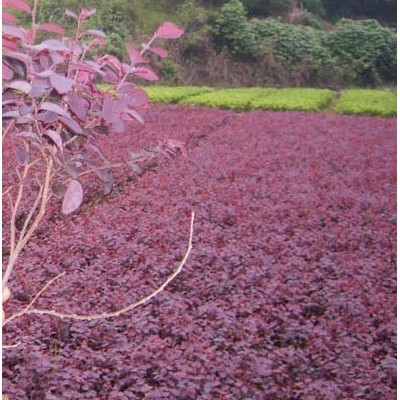 紅花繼木、杜鵑、金葉女貞、八角金盤