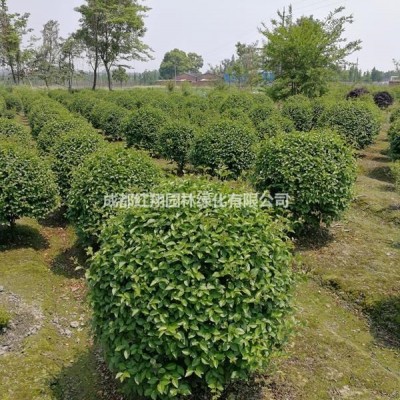 批發(fā)茶花球、山茶花球基地、成都茶花球價(jià)格