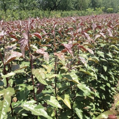 茶花--耐冬行情報價\茶花--耐冬圖片展示