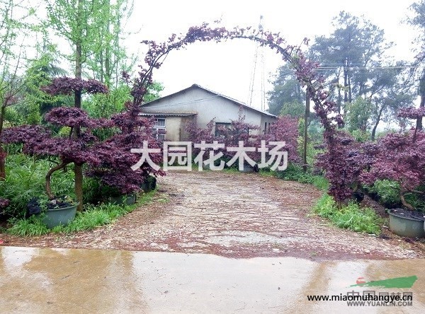 高干茶花