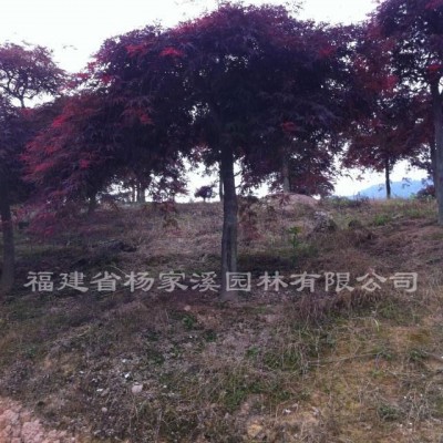 茶花規(guī)格* 茶花價(jià)格優(yōu)惠 福建茶花基地