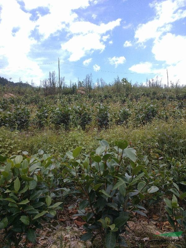 福建省茶花 赤丹  香茶花