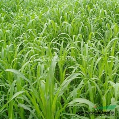 北海道黃楊-法國(guó)冬青-瓜子黃楊-金邊黃楊-金森女貞-杜鵑花