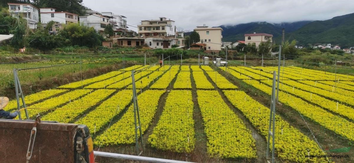 黃金枸骨杯苗