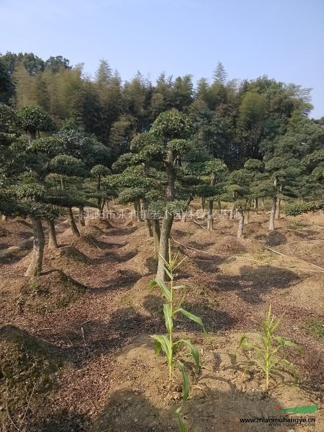 枸骨枸骨枸骨，枸骨，枸骨，枸骨