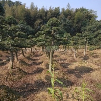 枸骨枸骨枸骨，枸骨，枸骨，枸骨