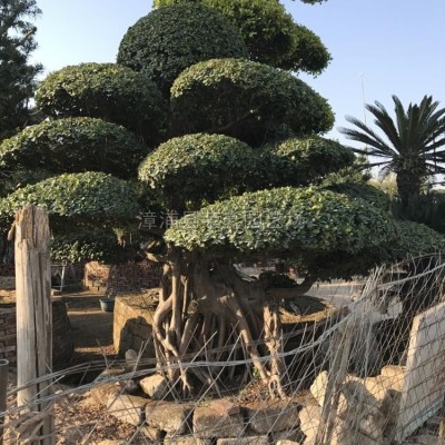 福建漳州勒杜鵑（三角梅，葉子花）