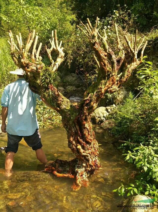 長期提供一手造型古樁，如:高山杜鵑(紫花)，白花繼木，青楓