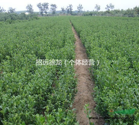 大量出售山東招遠辛莊大葉黃楊苗等苗木