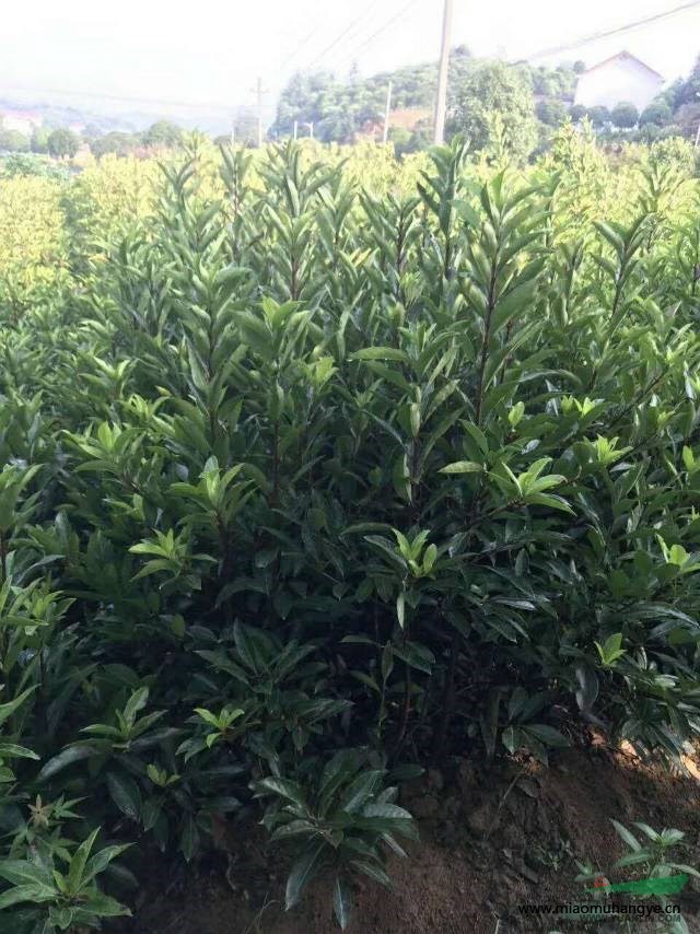 紅繼木，大葉桅子，杜鵑，金森女貞