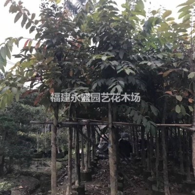 福建供應(yīng)三角梅 勒杜鵑2規(guī)格*