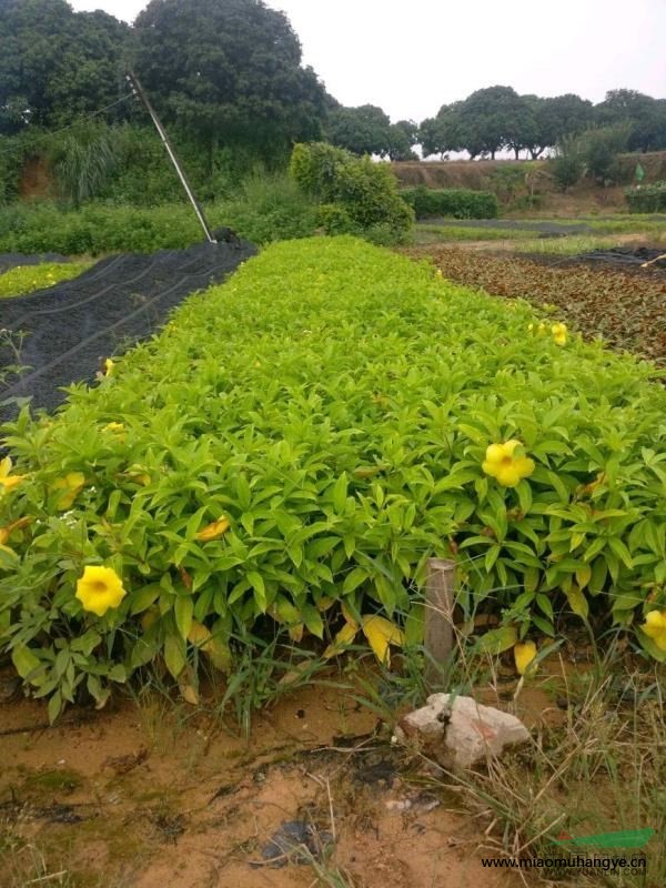 毛杜鵑