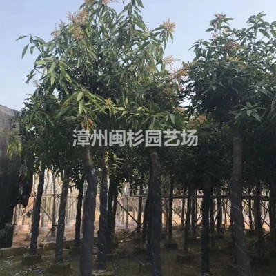 福建基地自產(chǎn)自銷 規(guī)格*紅花繼木