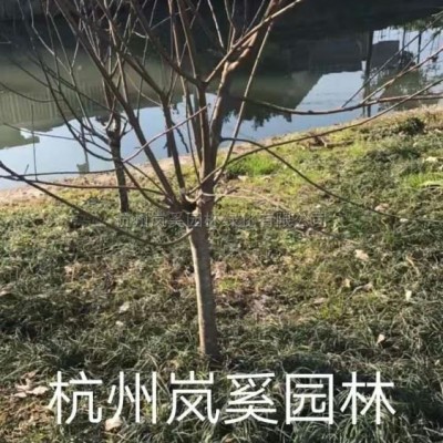 大量供應(yīng)精品海桐球