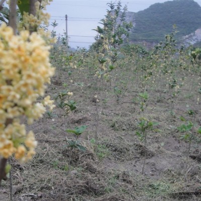 廣東紅果冬青2介紹