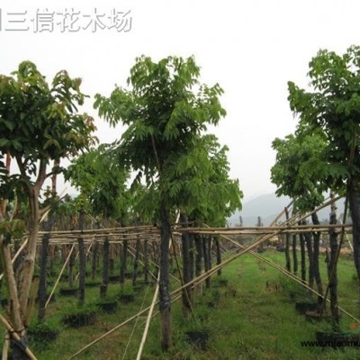 福建紅千層，四川紅千層，串錢柳