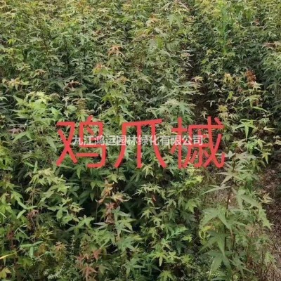 優(yōu)質(zhì)精品紅花繼木球 江西精品紅花繼木球價格怎么樣