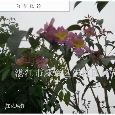 紅千層 頭徑7-12CM