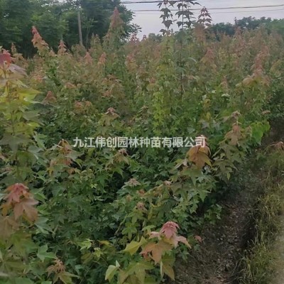 江西九江80公分-1米紅花繼木球種植基地