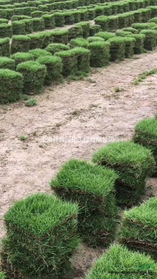 上海嘉定批發(fā)出售綠化苗木 瓜子黃楊 金邊黃楊 紅花繼木 紅葉