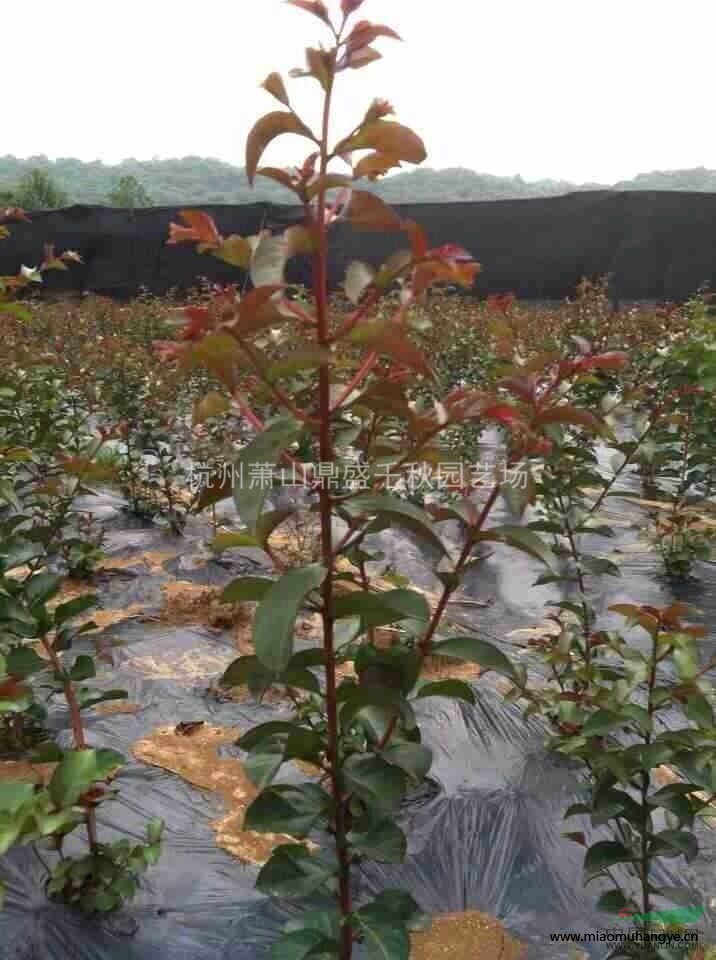 大量出售法國(guó)冬青 青山瑚