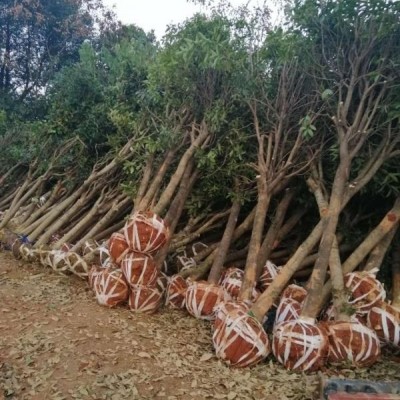 本苗圃優(yōu)價(jià)處理一批造型紅花繼木樁，規(guī)格12-18公分，批量拿貨..