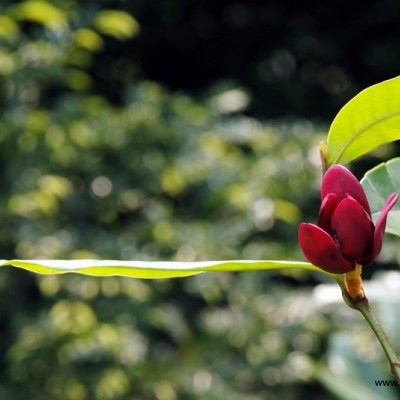 紅花繼木、灑金珊瑚、龜甲冬青、毛鵑、等酸性苗