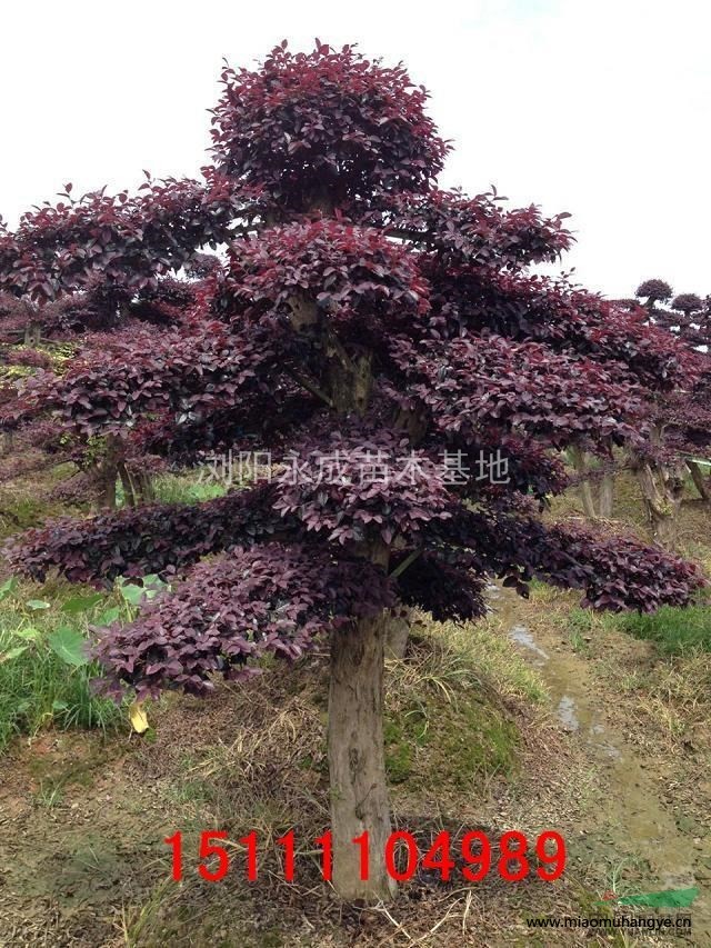 紅花繼木，紅花繼木樁價格，造型紅花繼木，湖南紅花繼木樁