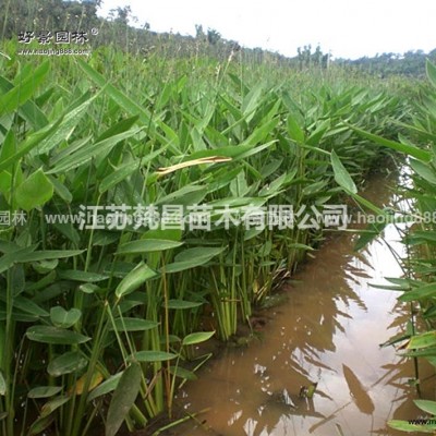 江蘇龜甲冬青球 龜甲冬青球價格哪里好/哪家便宜