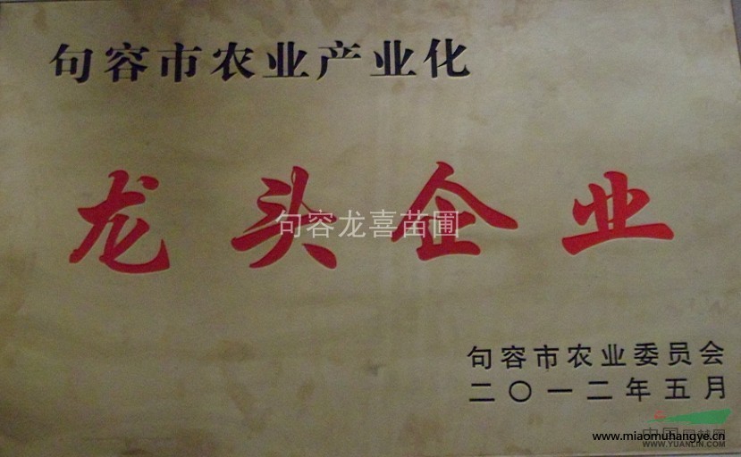 低價(jià)甩賣(mài)1年生紅櫸樸樹(shù)桂花雞爪戚烏桕、欒樹(shù)、冬青