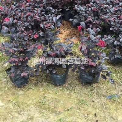 福建地被苗紅花繼木7斤袋*新報(bào)價(jià)