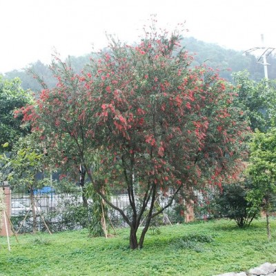 多花紅千層、美花紅千層、紅千層