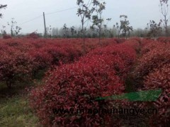 安徽肥西供海桐球、水臘球、紅葉石楠求、紅花繼木球、梔子花