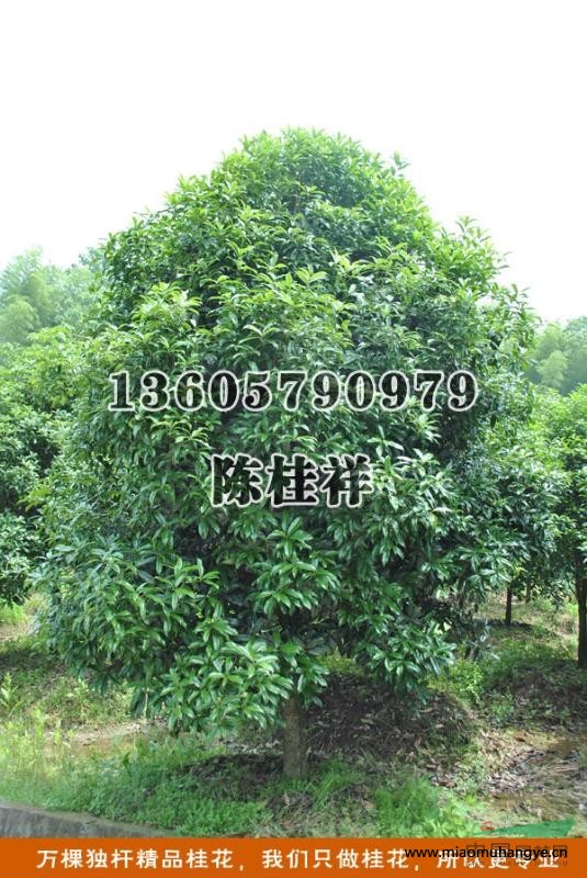 浙江金華供應(yīng)紅花繼木實球，直徑80－120cm。