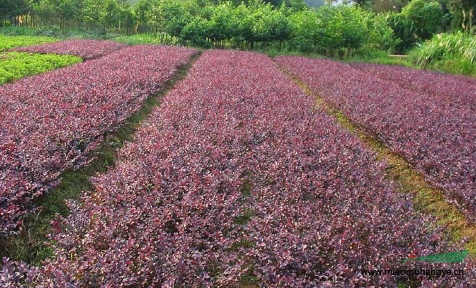 紅花繼木行情報價\紅花繼木圖片展示