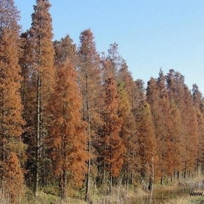 紅花繼木圖片，紅花繼木的價格，紅花繼木基地