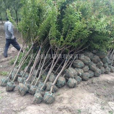 湖南君威苗圃供應(yīng)1米的紅花桎木球紅花繼木。紅花桎木價(jià)格