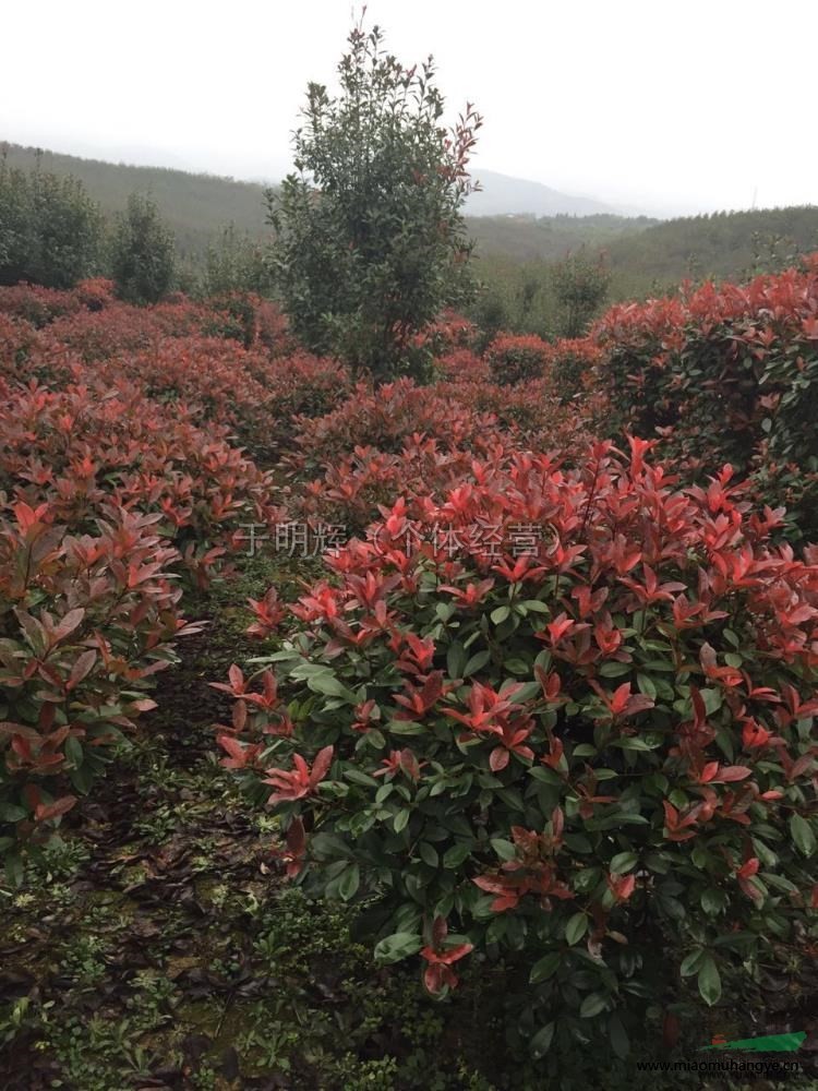 紅花繼木球2供應(yīng)/紅花繼木球2圖片