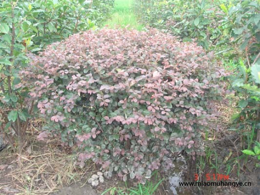 紅花繼木（黑珍珠）