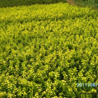 規(guī)格其全 隨意選購(gòu)湖南紅花繼木盆景-瀏陽(yáng)紅花繼木樹(shù)樁特價(jià)銷(xiāo)售