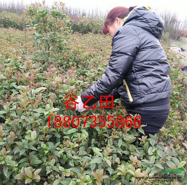 紅花繼木，*選湖南星成苗木基地，大量供應(yīng)紅花繼木小苗