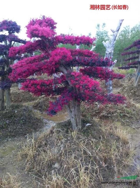 紅花繼木，造型紅繼木，紅繼木盆栽，紅繼木盆景，紅繼木樹球