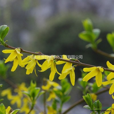 栒子火棘苗批發(fā) 河南綠化苗木基地直銷(xiāo) 火棘子 園林景觀造型