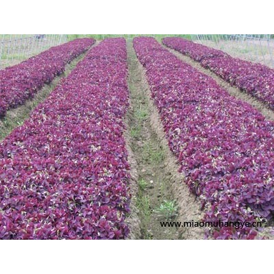 繡線菊、黃馨、山麻桿、木芙蓉