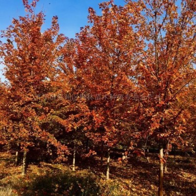 紅果冬青報價