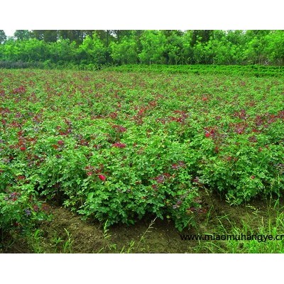 繡線菊、黃馨、山麻桿、木芙蓉