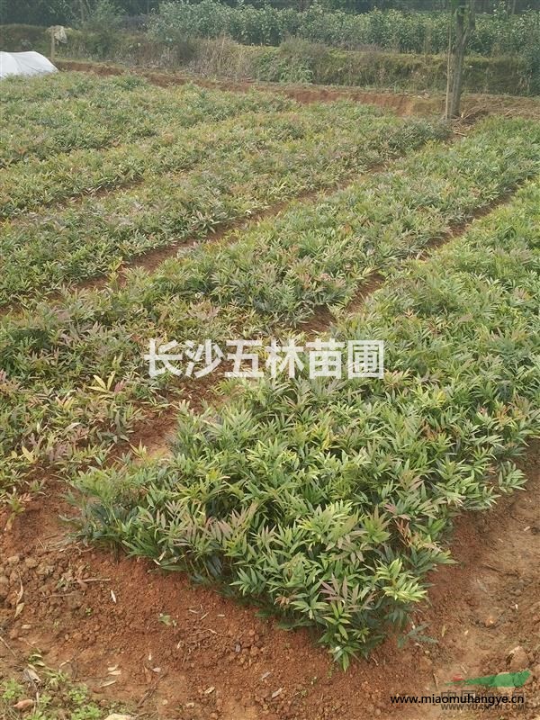 瀏陽長期供應(yīng)抗菌抗寒耐高溫十大功勞（山黃苓）火芨（火棘）