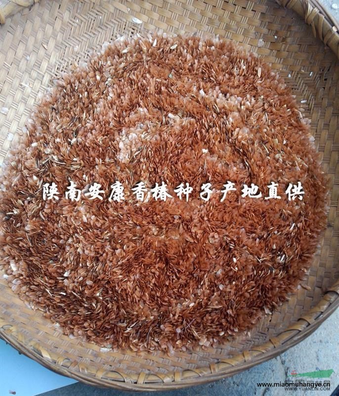 火棘苗 火棘樹(shù) 火棘樁