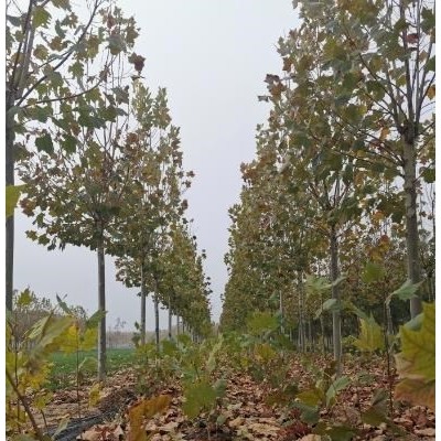 山東冬紅果海棠 濟寧冬紅果海棠行情報價/山東冬紅果海棠 濟寧冬紅果海棠圖片展示