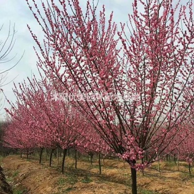 火棘苗報(bào)價 江蘇火棘行情 宿遷火棘價格 蘇北火棘報(bào)價便宜 精